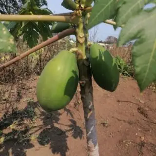Growth development.Encouraging, imparting, and understanding knowledge for the practices of locally grown food, across continents, with our civil societies. #Global #Humanity #Seed2Plate📸:Nana and @skhothenoyidanono Khayelihle High School Food Garden, Umbumbulu, KZN, Durban, South Africa. @progresslondon Ghartey family garden, London, United Kingdom@tunibabe Angell Town Communiity Garden, Angell Town Housing Estate, Brixton, London, United Kingdom.@progresslondon @rr_bbnn_ The Sunken Garden, Ethelred Housing Estate Estate, Kennington, London, United Kingdom.Dalynne Deyce and #Time4Change Youth Club, Murraysburg, the Karoo Desert, Western Cape, South Africa.#TheBiggerPicture #Seed2Plate #Seed2Seed #FutureFood #Time4Progress #SocialChange #Global #Heritage #ResilienceGardening #ResilienceArts #ResilienceFilm #Organic #SelfSustainability #Empowerment #Dignity #HumanCommunity #ThinkOutoftheBox #ThinkofOthers #Makwande #Umbuntu
