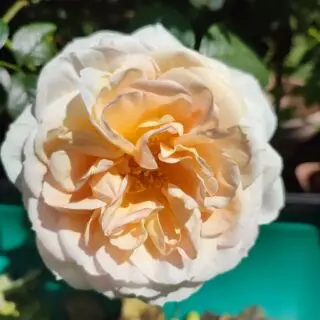 Manifest positivity.....📸: @progresslondon Ghartey family garden, London, United Kingdom@progresslondon @tunibabe @angelltown_community Angell Town Communiity Garden, Angell Town Housing Estate, Brixton, London, United Kingdom.@progresslondon @tunibabe @angelltown_community Angell Town Flower Garden(Dora Way and Little Angell Park), Angell Town Housing Estate, Brixton, London, United Kingdom.@colster_37 Max Roach Children's Garden @maxroachlcc Brixton, London, United Kingdom.@progresslondon Julianna's medicine garden, Woodstock , Cape Town, South Africa.#TheBiggerPicture #Seed2Plate #Seed2Seed #FutureFood #Time4Progress #SocialChange #Global #Heritage #ResilienceGardening #ResilienceArts #ResilienceFilm #Organic #SelfSustainability #Empowerment #Dignity #HumanCommunity #ThinkOutoftheBox #ThinkofOthers #Makwande #Umbuntu