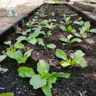 Saturday afternoon, just under 8,000 miles apart. #Foodscaping with our young leaders. Some of which are not on camera because of parent/guardian wishes.Transferable skilling up while learning the age old practice of growing their own, local food. Imparting knowledge and learning, from all sides.Oh and strawberries in mid October in the UK 🙌🏾 We are definitely winning. Nation building.#YouthInspiringYouth #Time4Progress #SocialChange📸 Post and Story: @mina_tee1 Makwande Community Garden @micm_music_centre Morris Isaacson High School, Jabavu, Soweto, Johannesburg, South Africa.Nana and @skhothenoyidanono Khayelihle High School Food Garden, Umbumbulu, KZN, Durban, South Africa.@progresslondon Ghartey family garden, London, United Kingdom@tunibabe Angell Town Communiity Garden, Angell Town Housing Estate, Brixton, London, United Kingdom.#TheBiggerPicture #Seed2Plate #Seed2Seed #FutureFood #Time4Progress #SocialChange #Global #Heritage #ResilienceGardening #ResilienceArts #ResilienceFilm #Organic #SelfSustainability #Empowerment #Dignity #HumanCommunity #ThinkOutoftheBox #ThinkofOthers #Makwande #Umbuntu